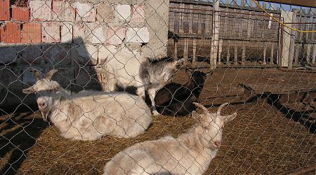 Nálatok laknak-e állatok? Nálatok laknak-e állatok?